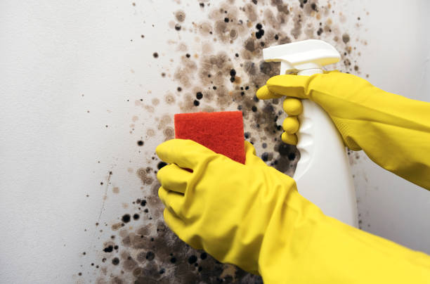 Attic Mold Removal